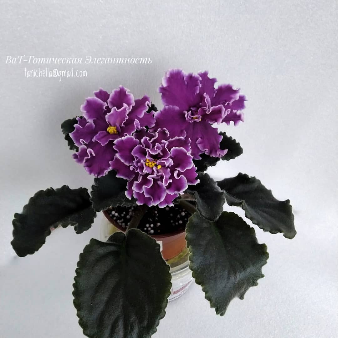 streptocarpus.ufa в LOOKY — ВаТ-Готическая Элегантность
Цветет стартер, пасынок от моей 