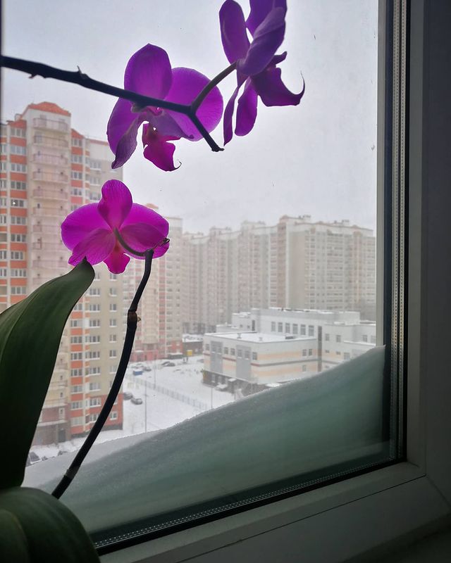 oleg.iakovlev в LOOKY. #зима,#ночнойснегопад,#наконецтозима,#holstifoto. #зима #ночнойснегопа...