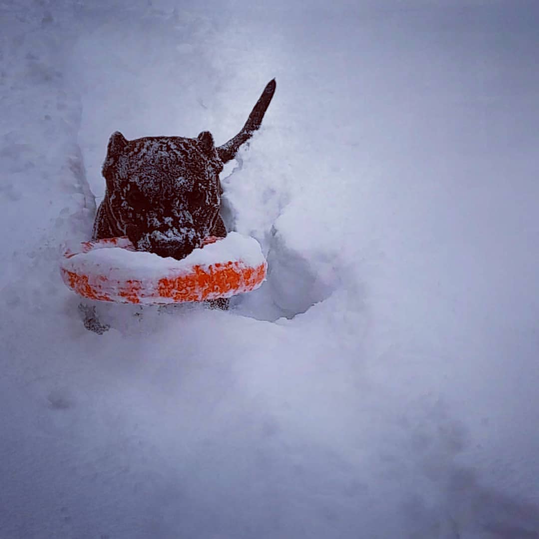 amstaff.beyli в LOOKY — Стафф