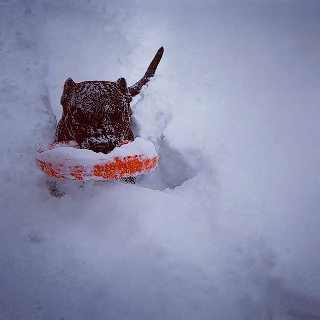 amstaff.beyli в LOOKY. . Стафф