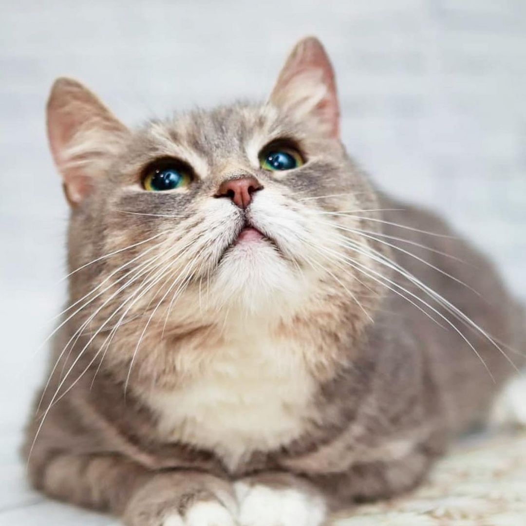 masya_i_kotiki в LOOKY — Это не #дежавю . Эта милая плюшечка , которая похожа на нашу