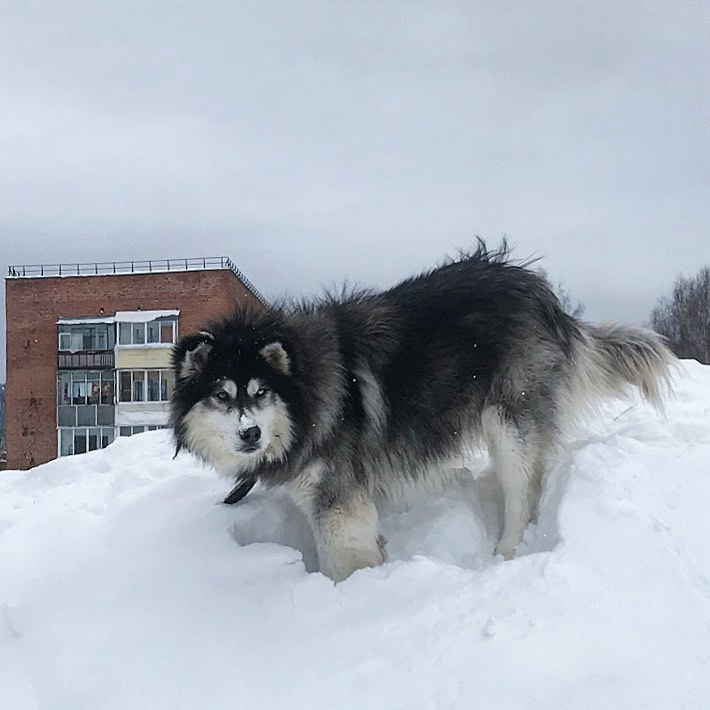 rezvayada в LOOKY — Лохматый #russianwinter