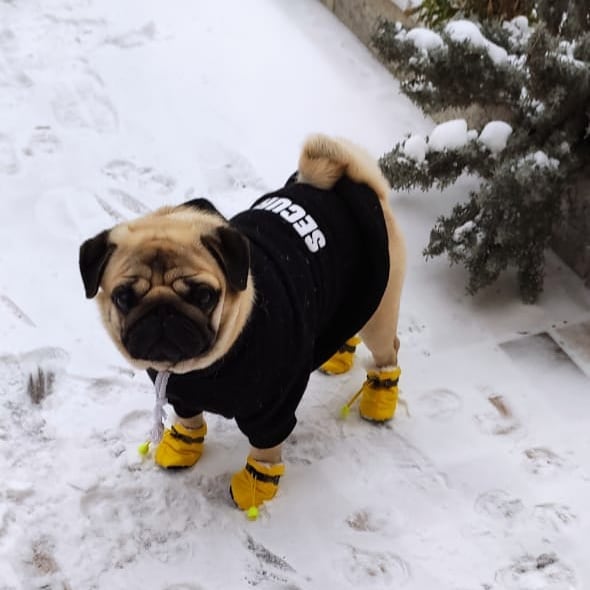 polinna_frolova в LOOKY — #мопсы#мое счастье#мопсолюбовь#pug #самыйлучший