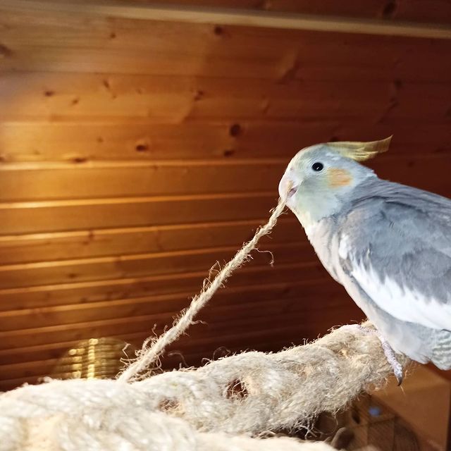 lifechickspb в LOOKY. #корелланапродажу,#кореллы,#кореллынапродажу,#попугаи,#попугай,#пернатые,#птенчик,#птенец,#птенцы,#спб,#птицы,#птица,#корелла,#pets,#petersburg,#parrots,#parrotsofinstagram,#photo,#parrot,#pet,#bird,#birds,#spb,#cockatielsofinstagram,#cockatiel. Зачем игрушки, если ...