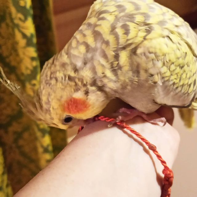 lifechickspb в LOOKY. #корелланапродажу,#корелла,#кореллы,#попугаи,#попугай,#попугайчики,#птенец,#птенчик,#птенцы,#спб,#птицы,#птица,#pets,#petersburg,#parrots,#parrotsofinstagram,#photo,#parrot,#pet,#bird,#birds,#cockatiel,#cockatielsofinstagram. Продается замечатель...