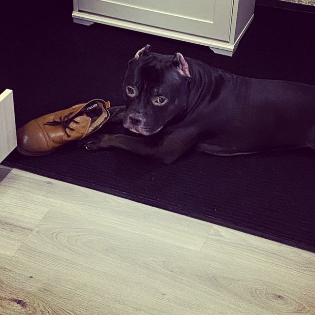 svetskiy_lev87 в LOOKY. #americanbully,#американскийбулли,#амбулли,#спалился. #americanbully #амер...