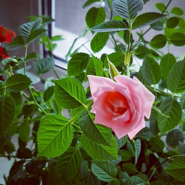 shinobi_koe в LOOKY. #redrose,#розавгоршке,#bouquetofroses,#перецжгучий,#hotpepper,#перецогонек,#мышиплакаликололисьнопродолжалижратькактус,#memyselfandi,#memories. Я не могу загрузить ...