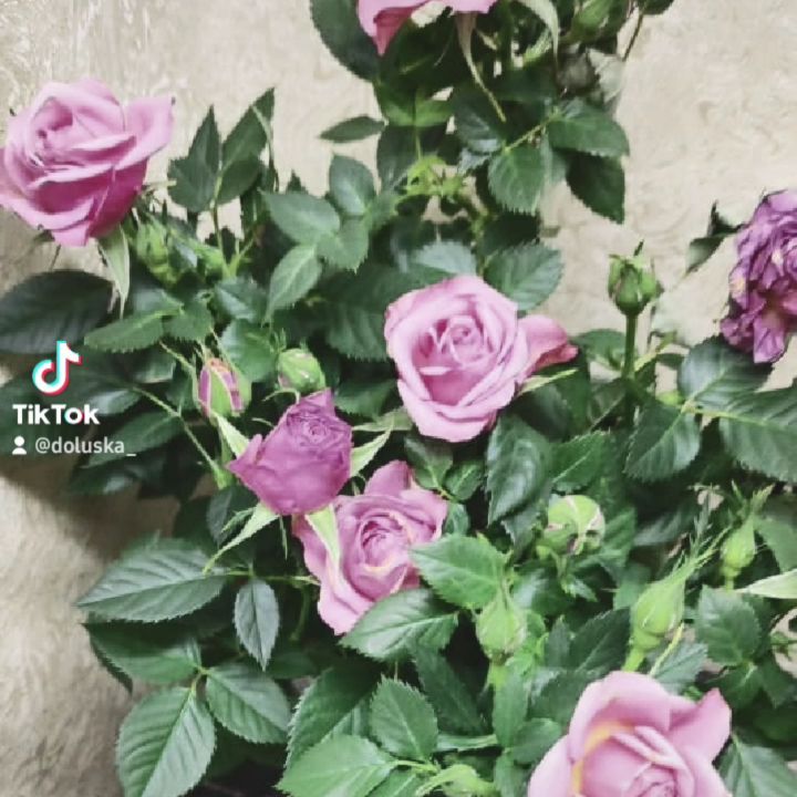 doluska_ в LOOKY. . А кто мы???
⠀
Ото вс...