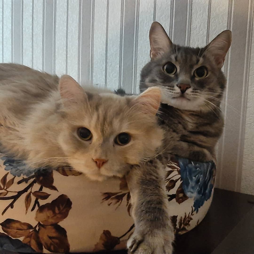 Нинуля 🖤 мама двойняшек • Иван •Мария в LOOKY — Пуговки❤❤❤