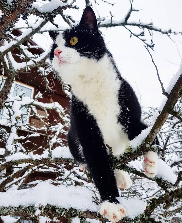 lifechickspb в LOOKY. #кот,#котик,#коты,#дача,#загородом,#животные,#домашниеживотные,#спб,#питер,#фото,#питомец,#pets,#pet,#catlover,#catsofinstagram,#cats_of_instagram,#catlovers,#cats,#cat,#spb,#animal,#animals,#photo. Какой же Марсик фото...