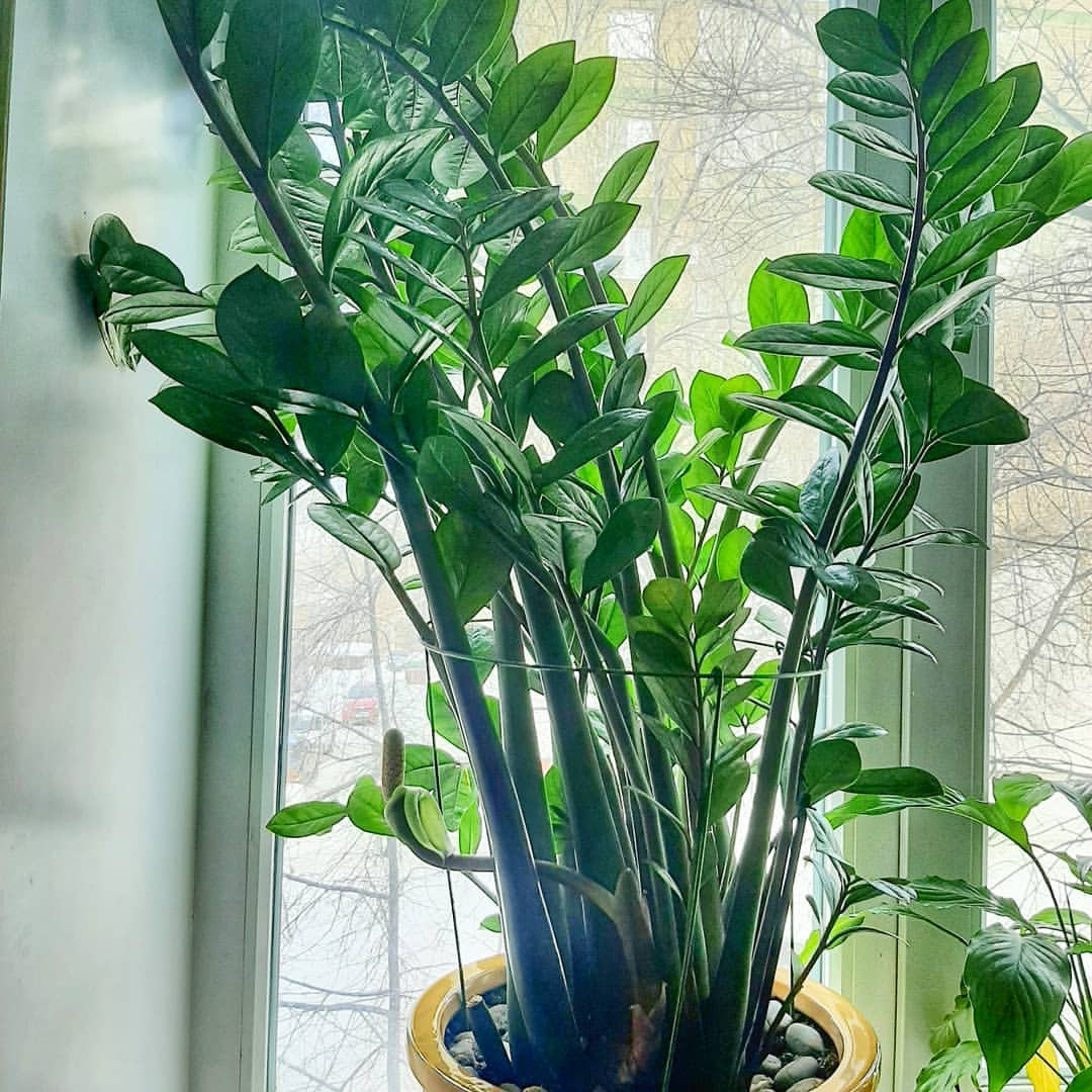 ДОЖДАЛАСЬ.....

Этот цветок мы купили летом 2016 года.🌱 Тогда он был не такой большой. 

Спустя 5 лет он решил ЗАЦВЕСТИ. 😁

Тем более что в комнатных условиях цветёт Замиокулькас довольно редко — при правильном уходе всего лишь 1 раз в 5–6 лет. А может и на протяжении 10 лет не цвести.