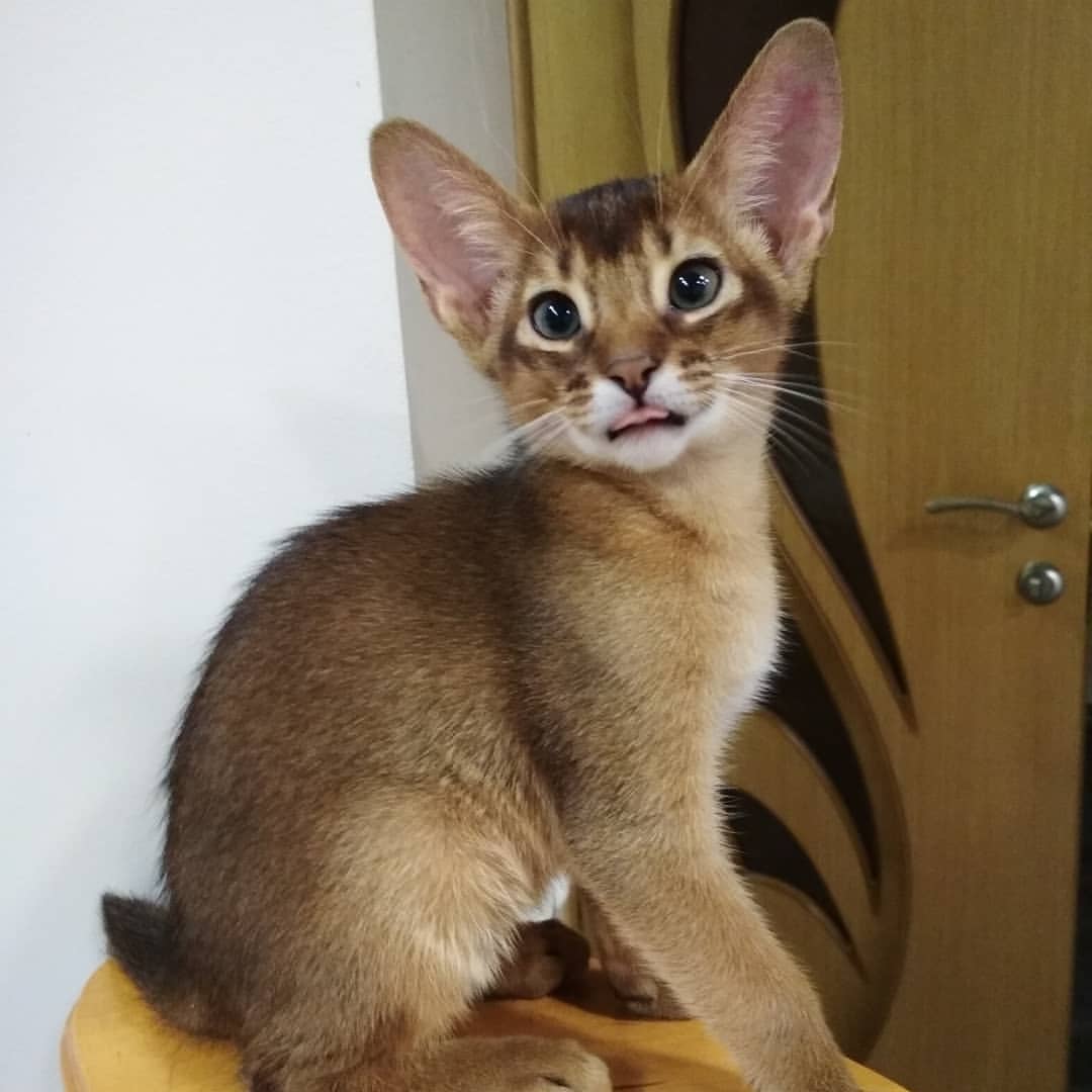 abyssinian_wildaby в LOOKY — фото 2