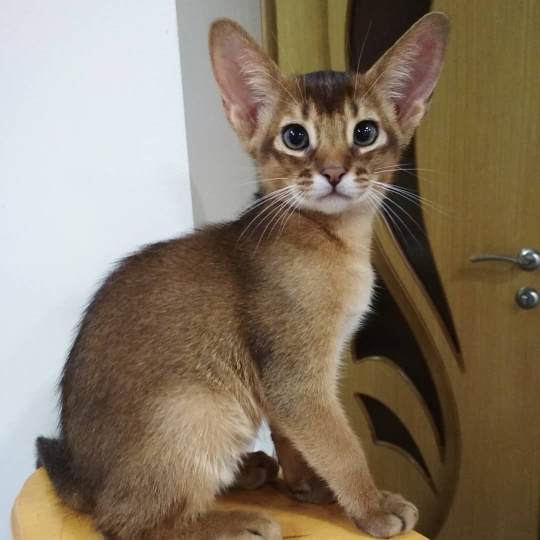 abyssinian_wildaby в LOOKY — фото 3