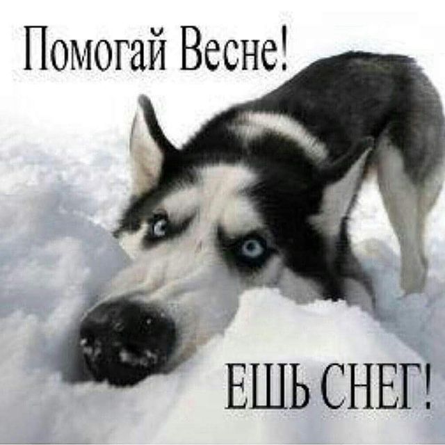 chexolcat в LOOKY. . null