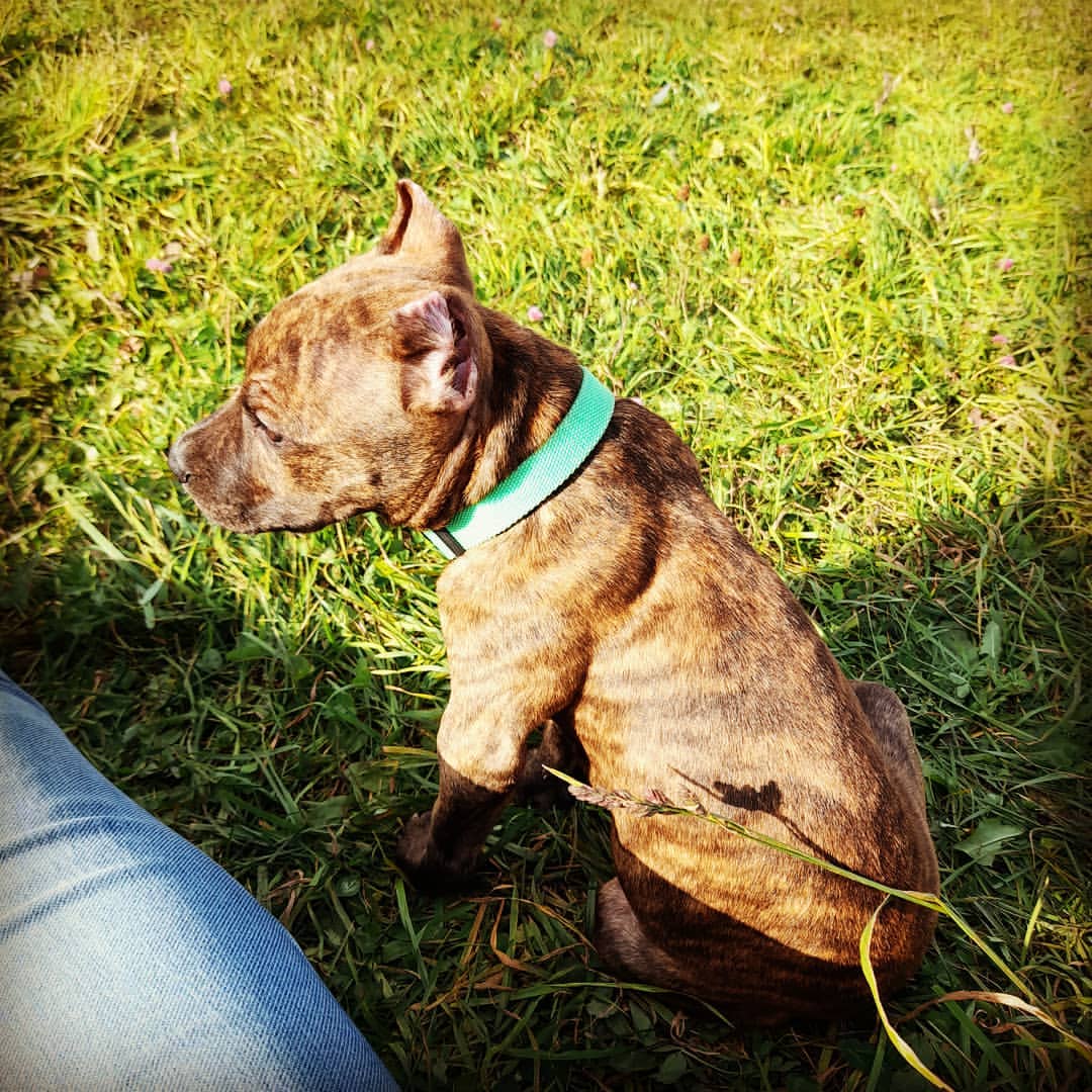 amstaff.beyli в LOOKY — #стафф #собачьяжизнь #бэйли