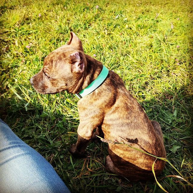 amstaff.beyli в LOOKY. #стафф,#собачьяжизнь,#бэйли. #стафф #собачьяжизнь...