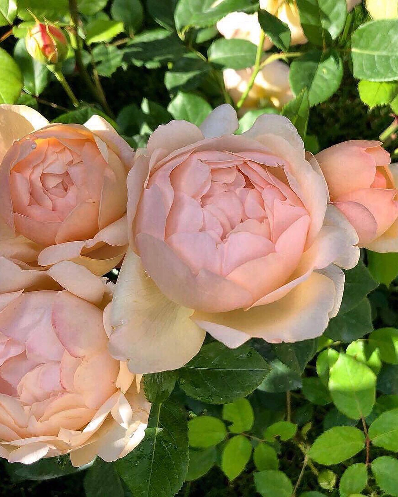 natali_guryanova_art в LOOKY — фото 9