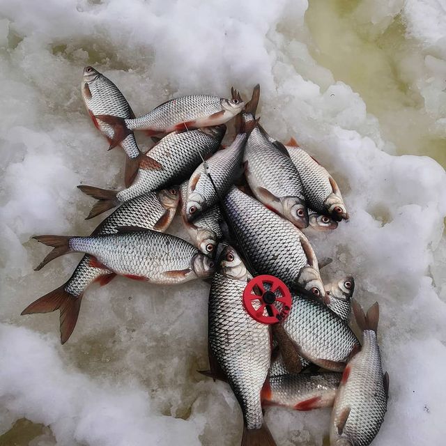 kirzin_last в LOOKY. #рыбалка33,#33рыболова,#rusfishing,#безмотылка,#ручнаяработа,#2021,#зима,#весна,#winter,#spring,#icefishing. Очередная вылазка по...