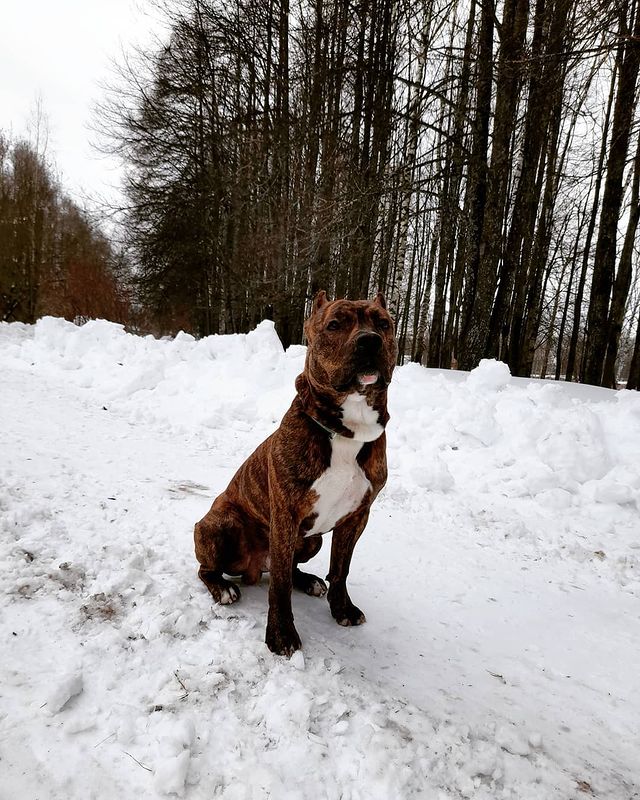 amstaff.beyli в LOOKY. #бэйли#сабакаубийца😂,#стаффордширскийтерьер. #бэйли#сабакаубийца�...