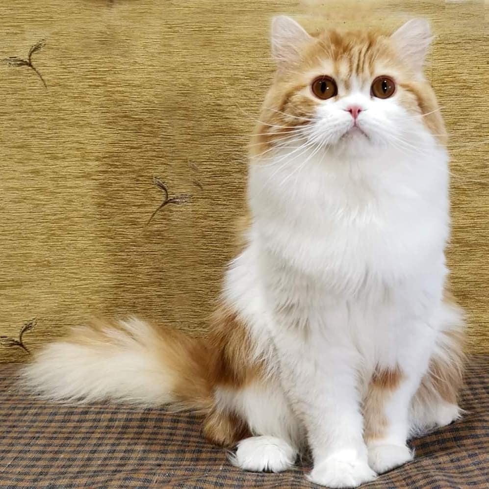 Вислоухие шотландские котята в LOOKY — фото 2