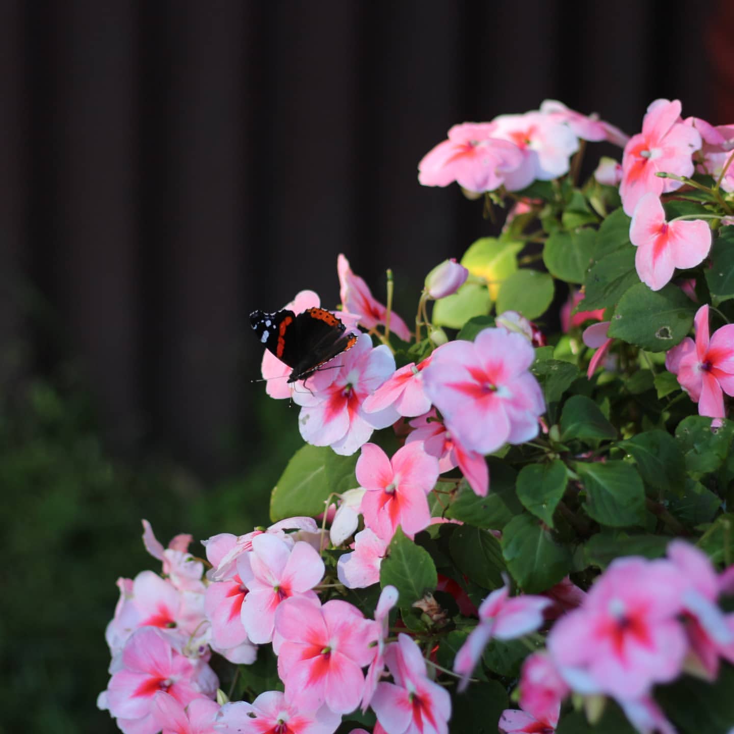 cathya__wind в LOOKY. #flowers,#baterflay,#summer. #flowers #baterflay ...