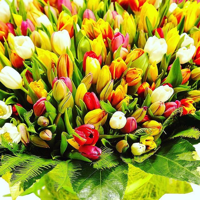 _antowkin_ в LOOKY. #8марта,#международныйженскийдень,#весна,#цветы,#мама,#тюльпаны,#счастье,#дети,#2021,#красота,#женщины,#девушки,#поздравляю. Прекрасные наши, мил...