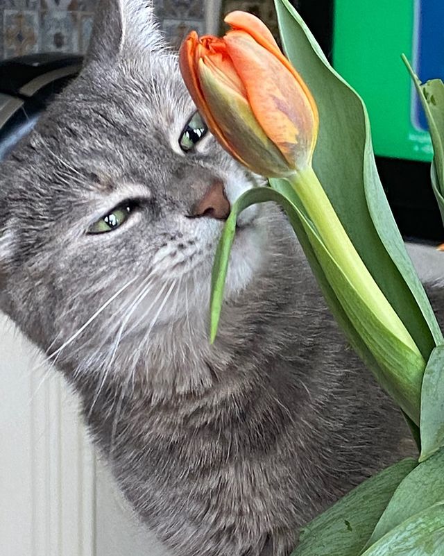 _lyubavina_ в LOOKY. #8марта,#,#тюльпан,#кошка,#еда. Кассандра любит тюль...