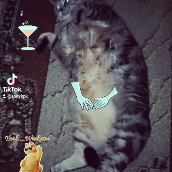 artur_khv в LOOKY. #мойпитомецзвезда,#котикиправятмиром,#котфотографа,#котглавныйвдоме,#котартуртутглавный,#catartur,#послепраздника. Артур - артист больш...