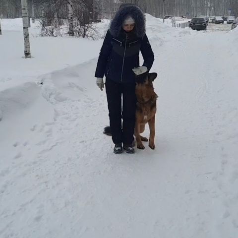 dressirovka_nv in LOOKY. . Выполняем домашнее з...
