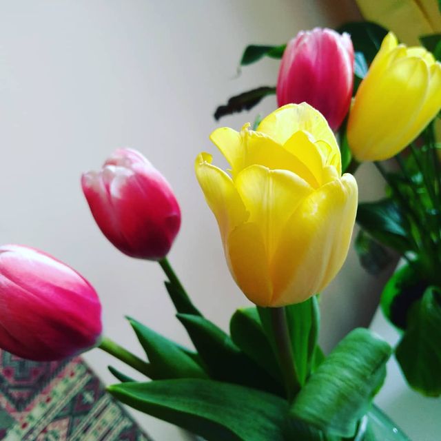 nikanorova.maria в LOOKY. . Мои тюльпаны 🤩😍