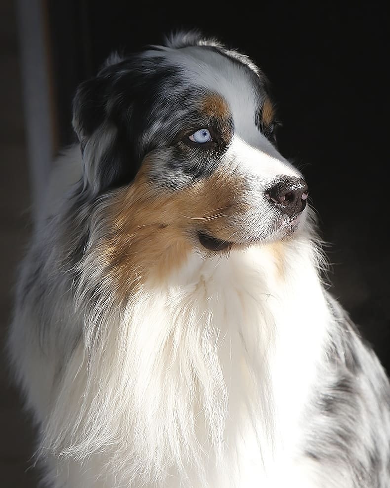 iz_doma_korolevoi_kennel в LOOKY — фото 2
