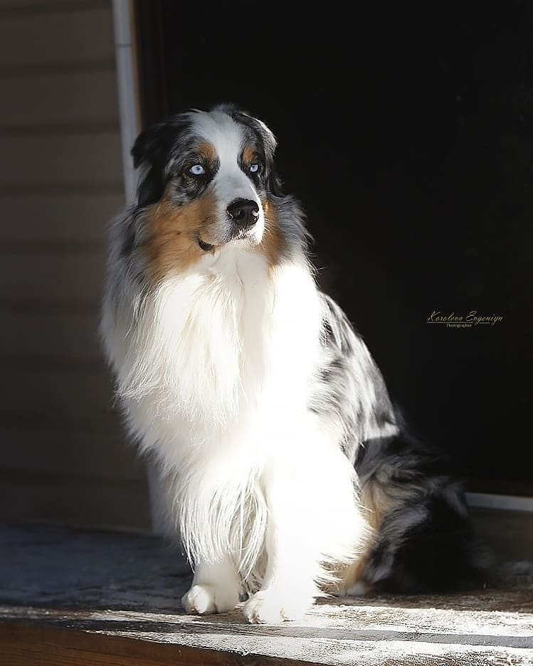 iz_doma_korolevoi_kennel в LOOKY — фото 3