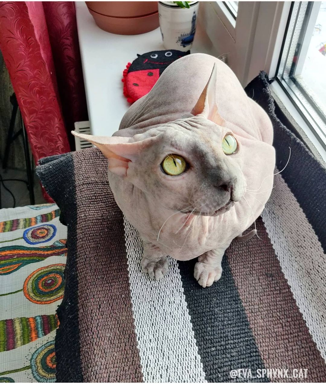 eva_sphynx_cat в LOOKY — фото 2