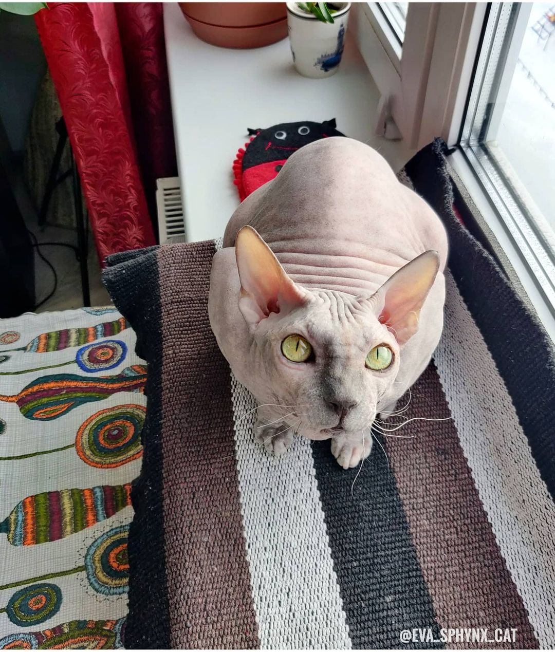 eva_sphynx_cat в LOOKY — фото 3