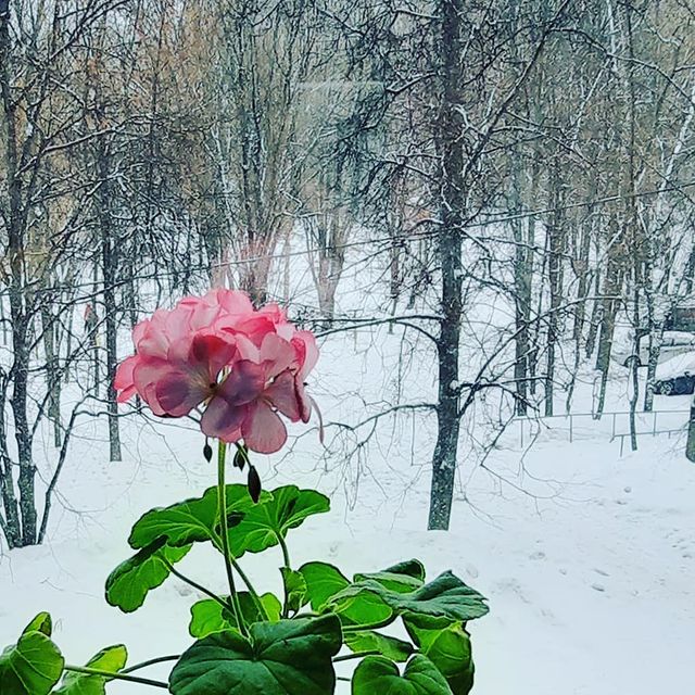 v_e_r_t_i_n_a в LOOKY. #март,#масленица,#заокном,#весна2021. Ах, какой март безоб...