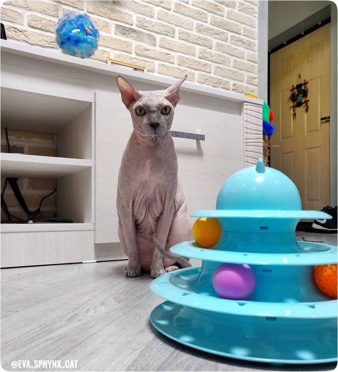 eva_sphynx_cat в LOOKY — фото 2