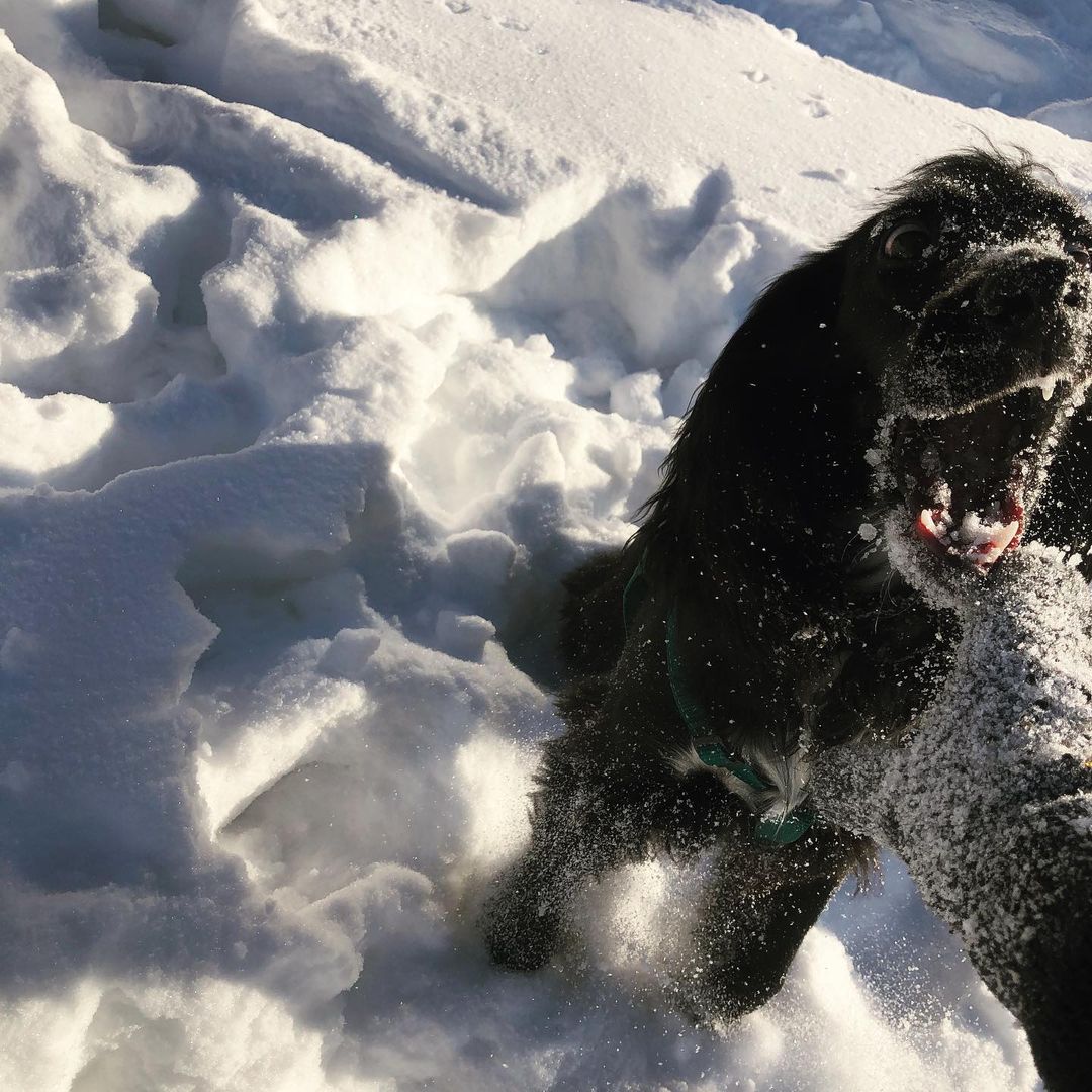 egoza_derezaa в LOOKY — Zeus 🐾🖤🐾