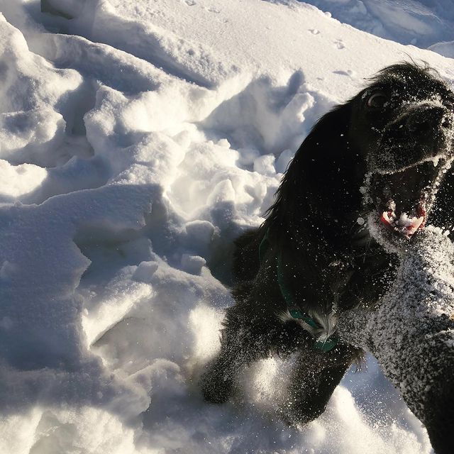 egoza_derezaa в LOOKY. . Zeus 🐾🖤🐾