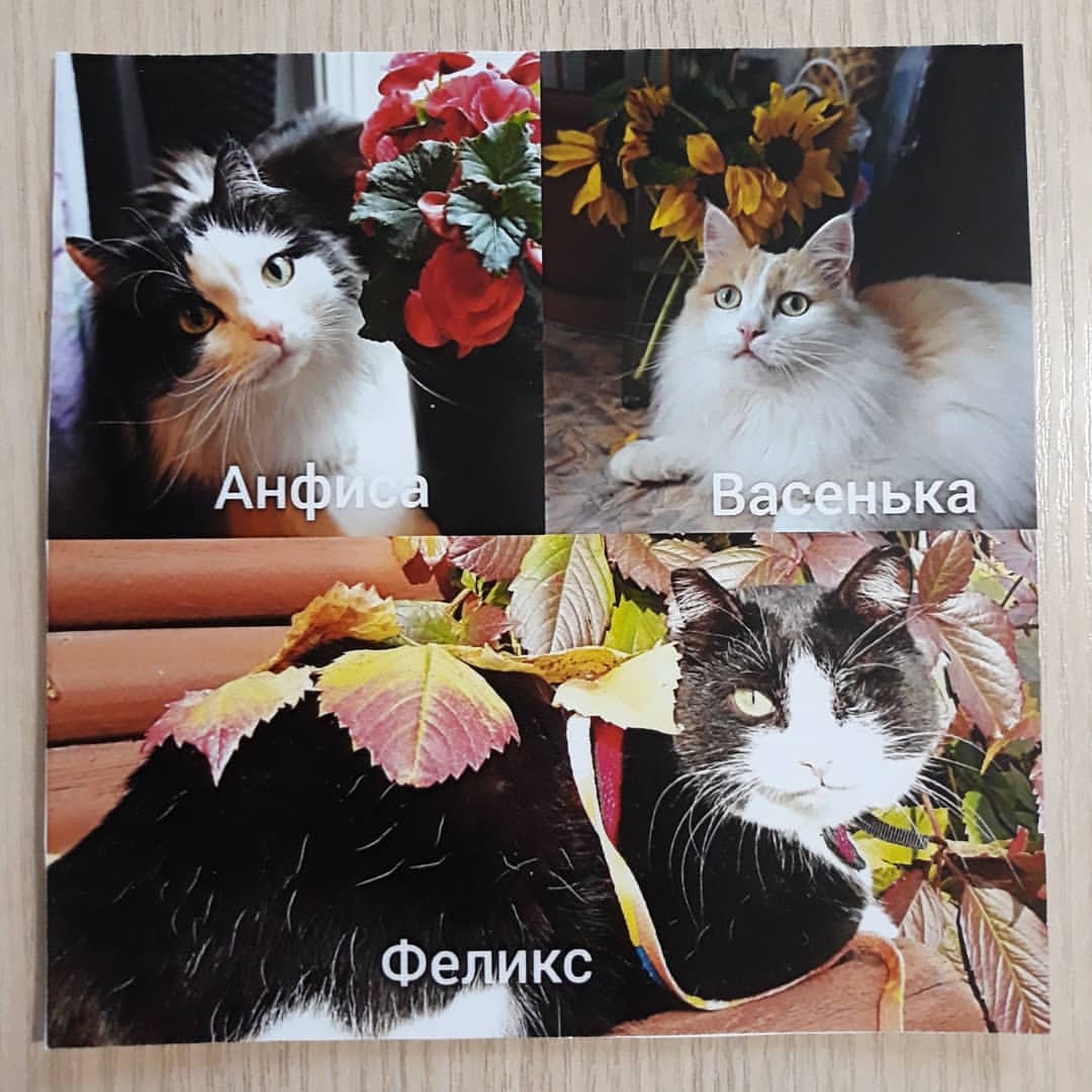 cat_musia_star_and_sima в LOOKY — фото 6
