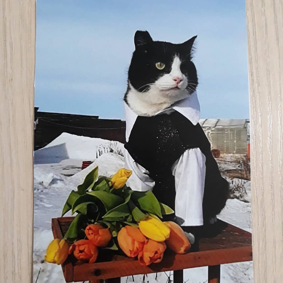 cat_musia_star_and_sima в LOOKY — фото 5