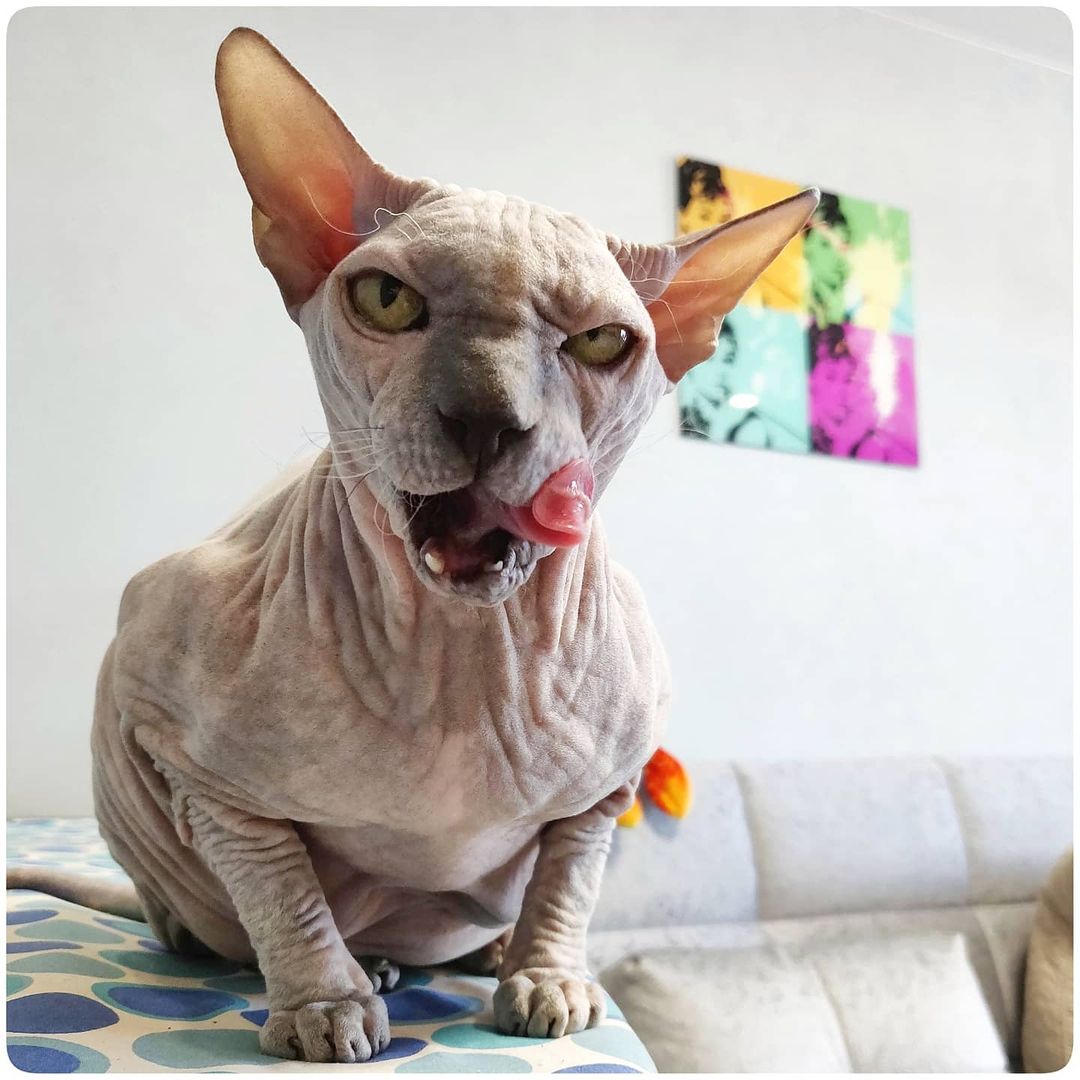 eva_sphynx_cat в LOOKY — фото 2