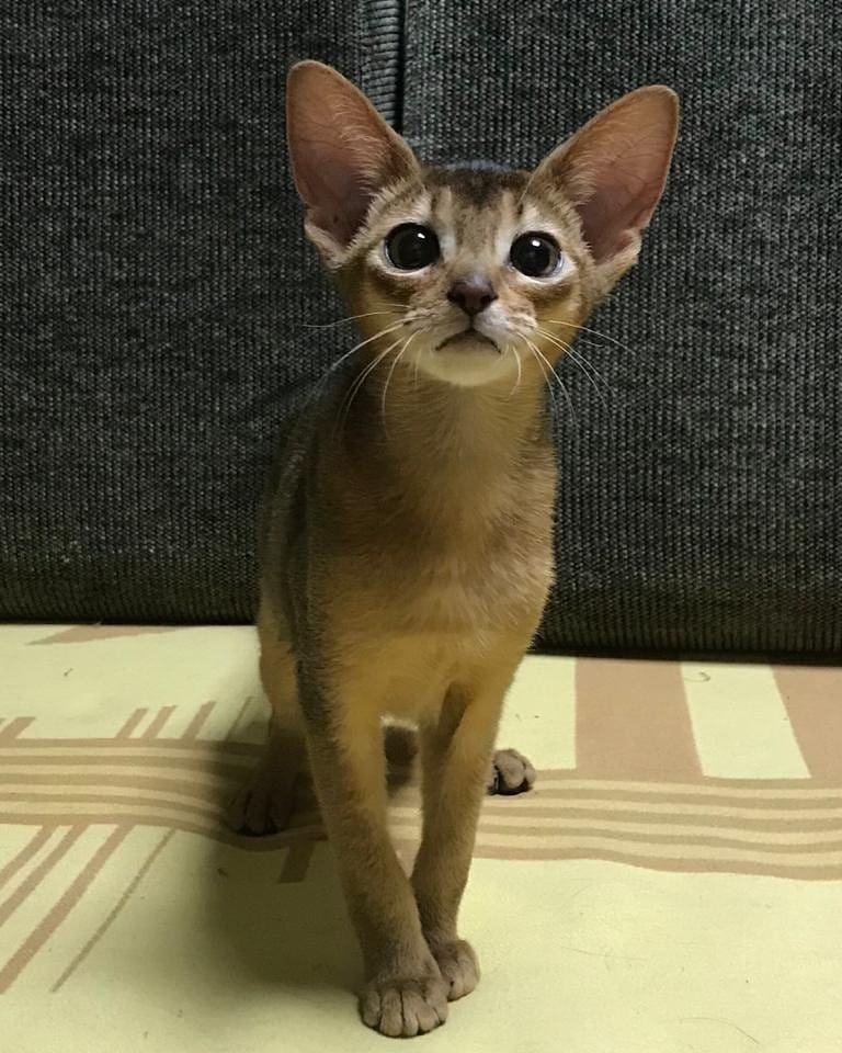 abyssinian_wildaby в LOOKY — фото 2