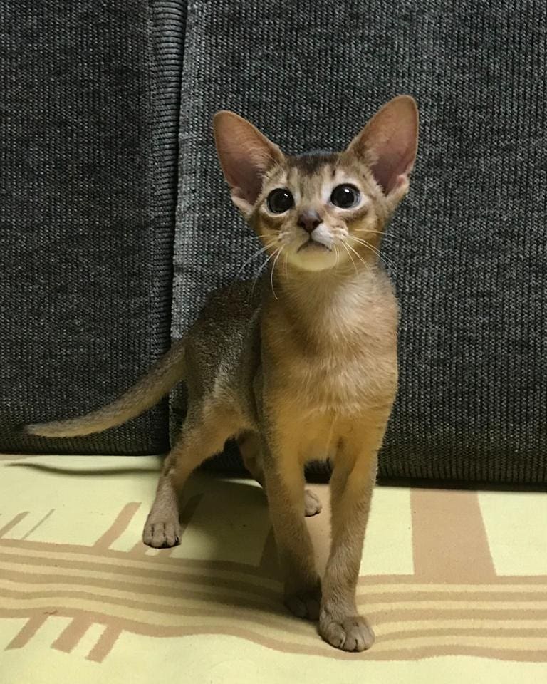 abyssinian_wildaby в LOOKY — фото 3