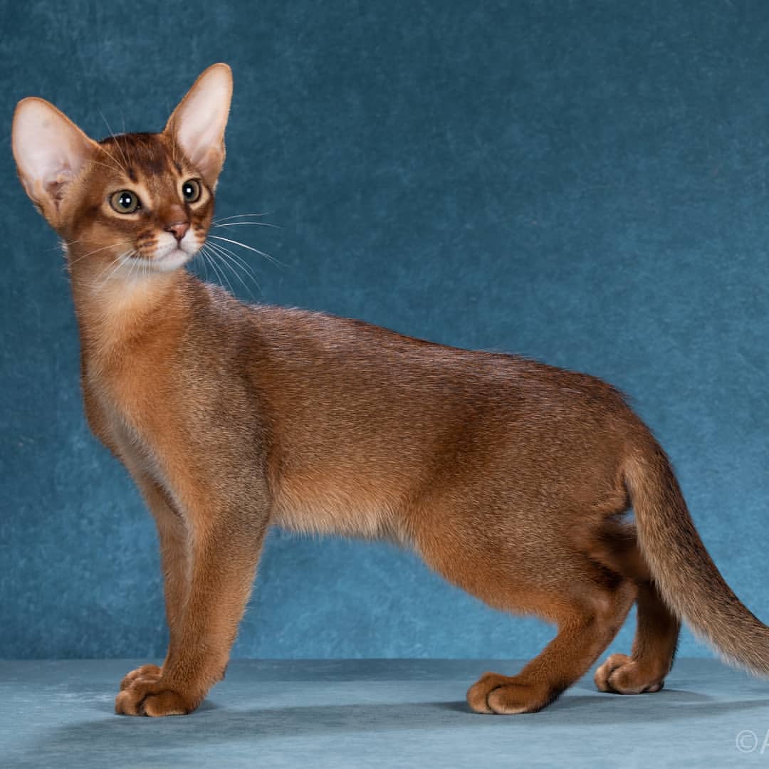 abyssinian_wildaby в LOOKY — фото 4