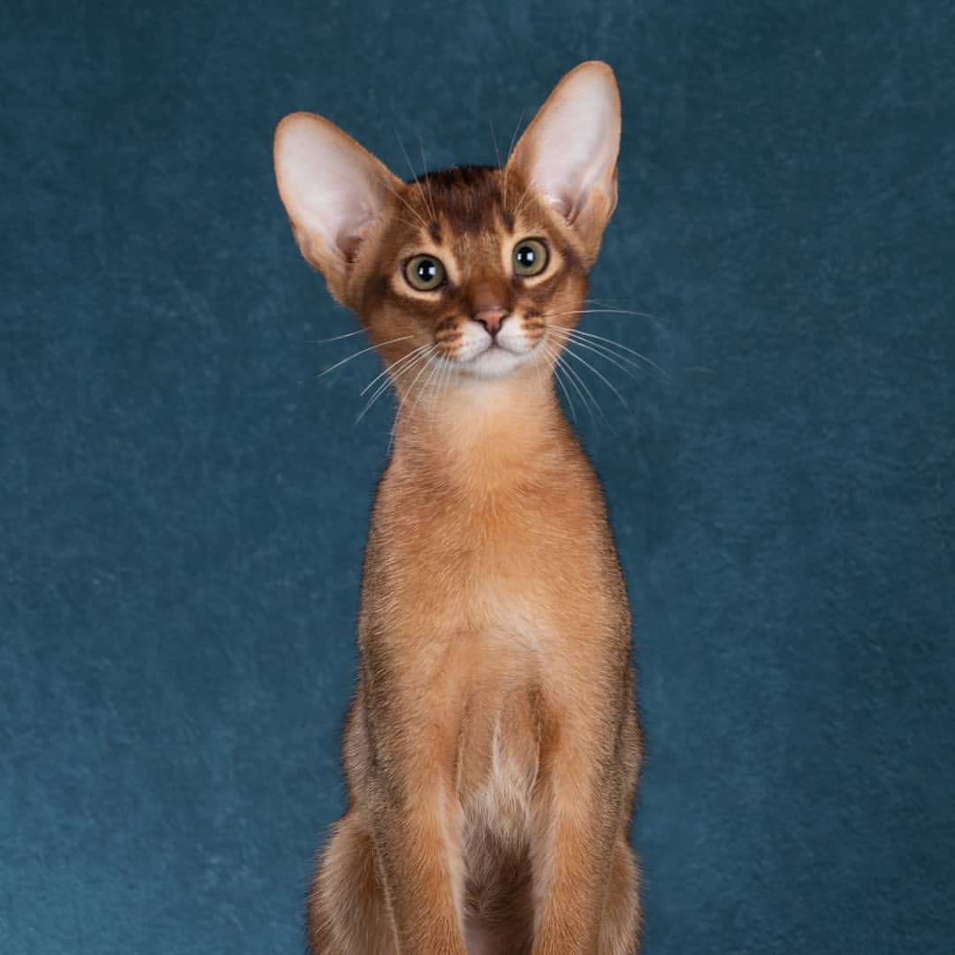 abyssinian_wildaby в LOOKY — фото 2