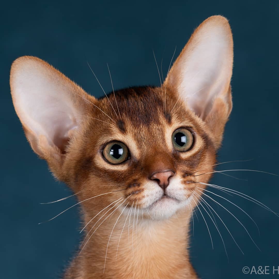 abyssinian_wildaby в LOOKY — фото 3