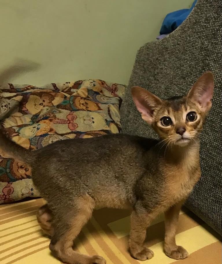 abyssinian_wildaby в LOOKY — фото 3