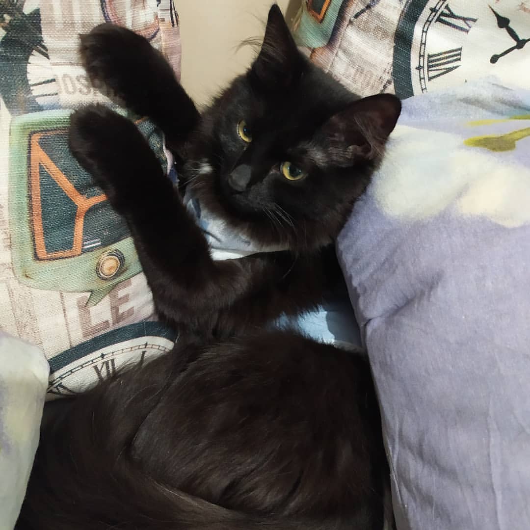 cute_marcus_cat в LOOKY — публикация