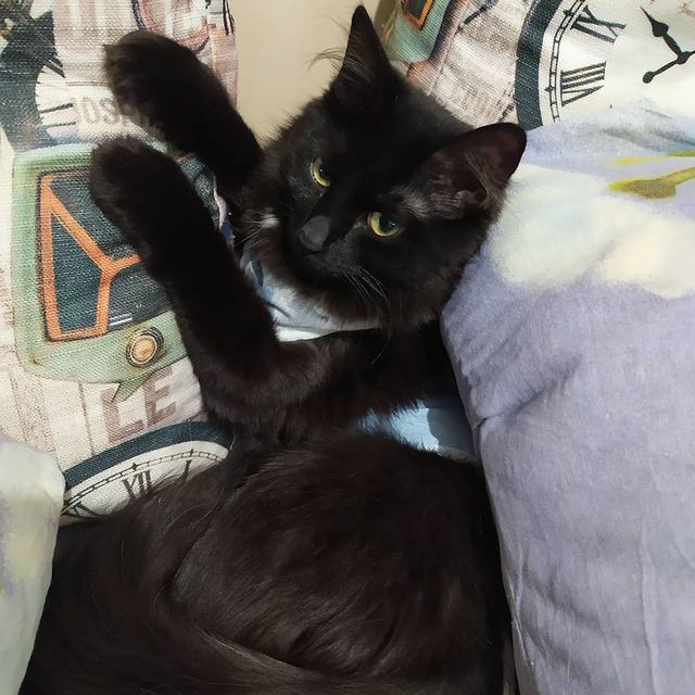 cute_marcus_cat в LOOKY. . null