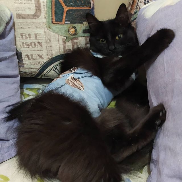 cute_marcus_cat в LOOKY. #котейка. #котейка